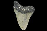 Bargain, Fossil Megalodon Tooth - North Carolina #91639-1
